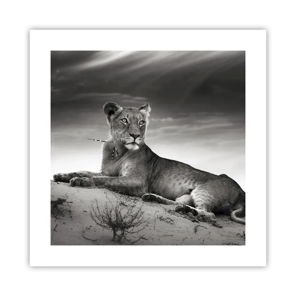 Poster - Queen of Desert Is Resting - 40x40 cm