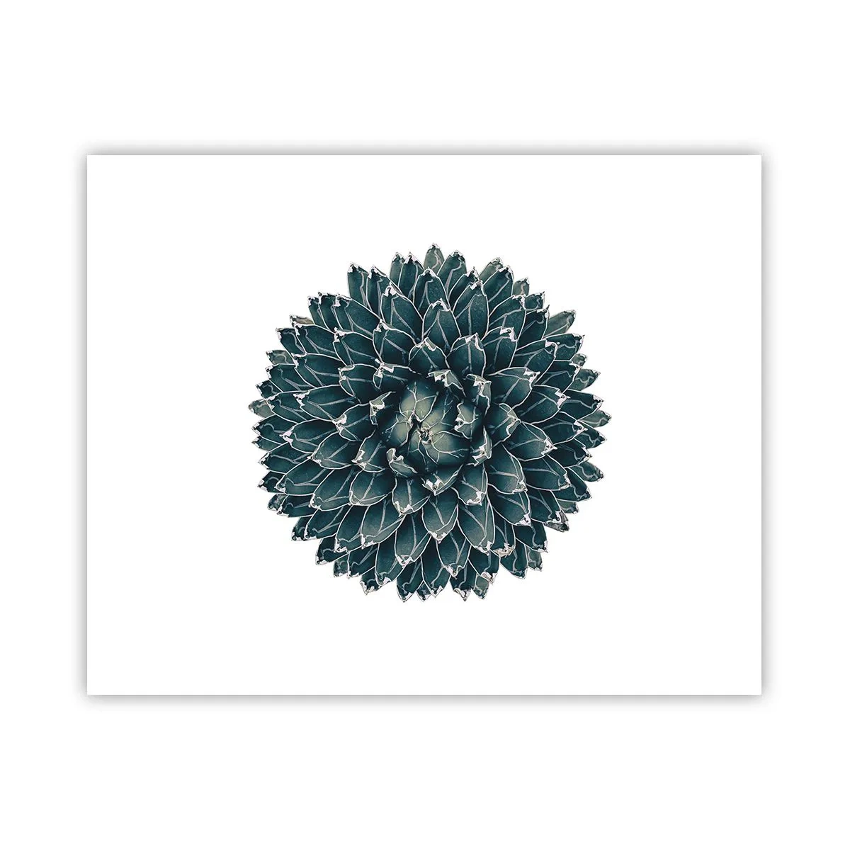 Poster - Star of the Desert - 50x40 cm