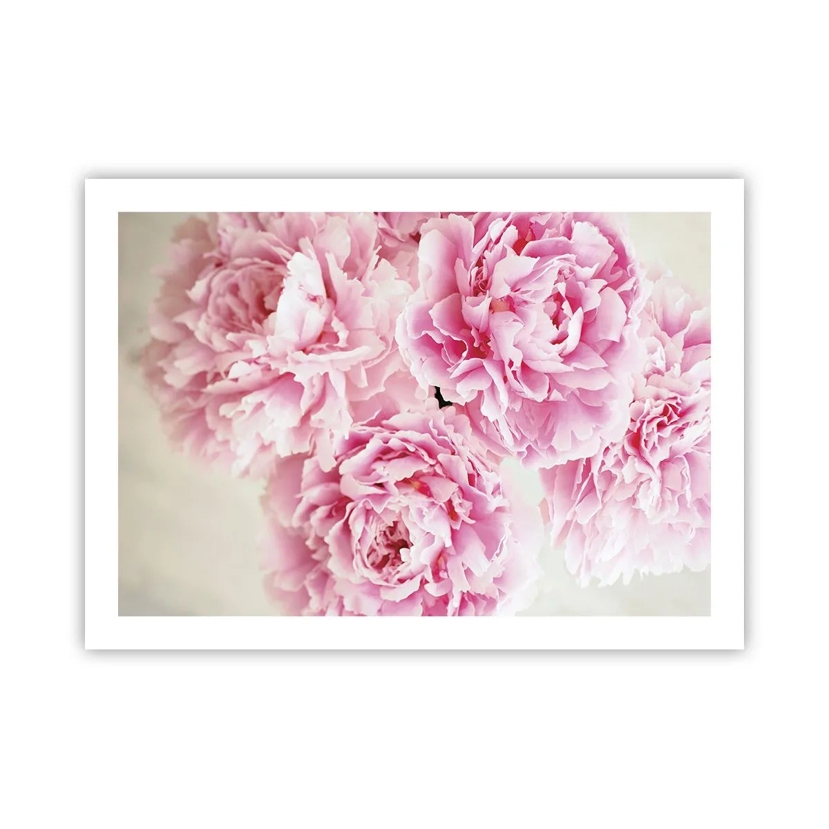 Poster - In Pink Splendour - 70x50 cm