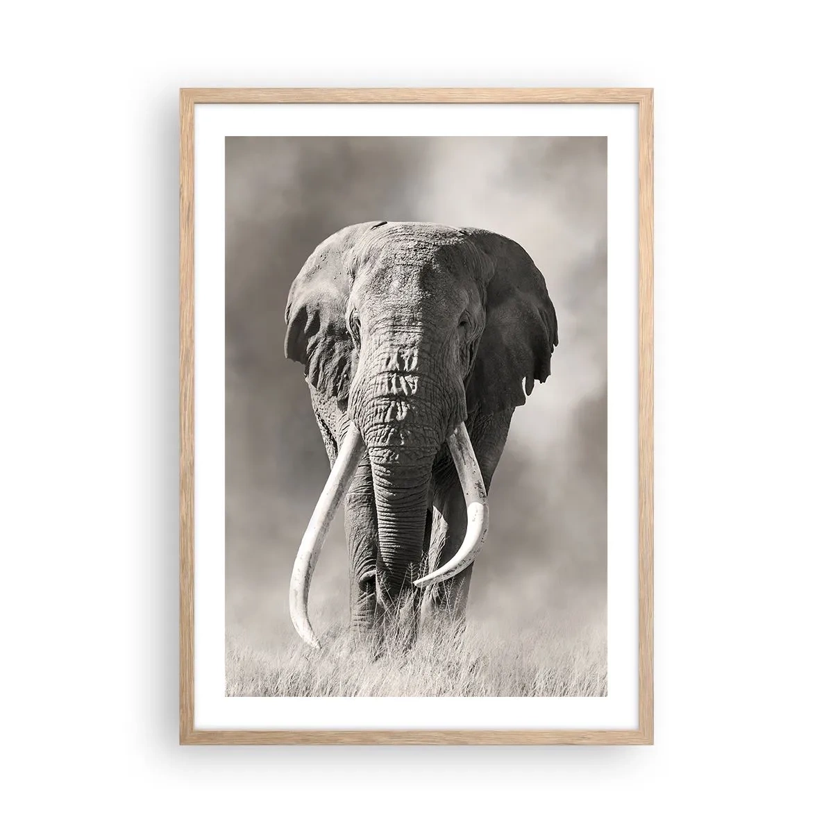 Poster in light oak frame - African Patriarch - 50x70 cm