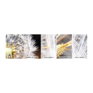 Photo Wallpaper Sample Self-Adhesive Deluxe Sticker - Just before the Takeoff - Flower, Plant, Nature - 100x30 cm