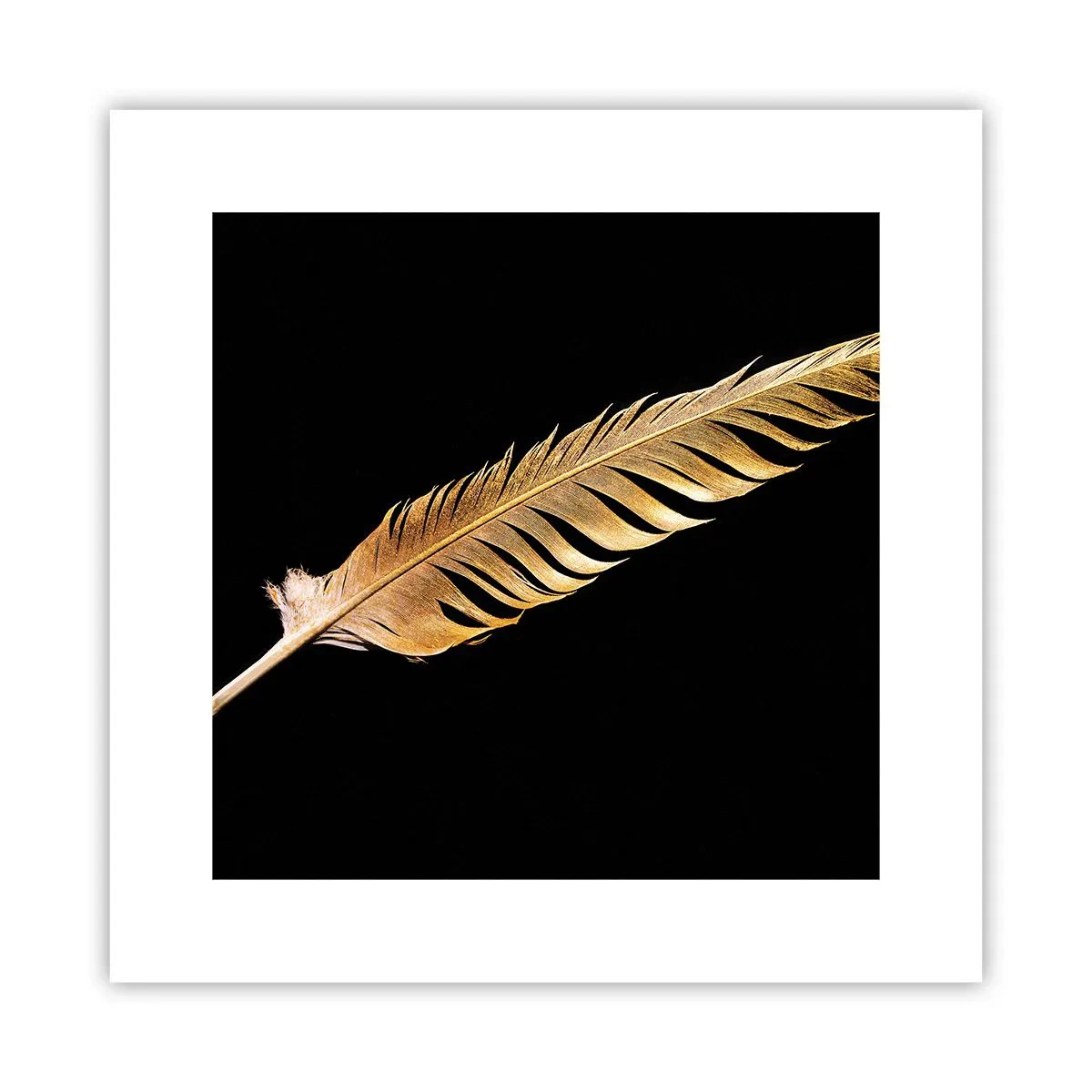 Poster - High-Class Feather - 30x30 cm