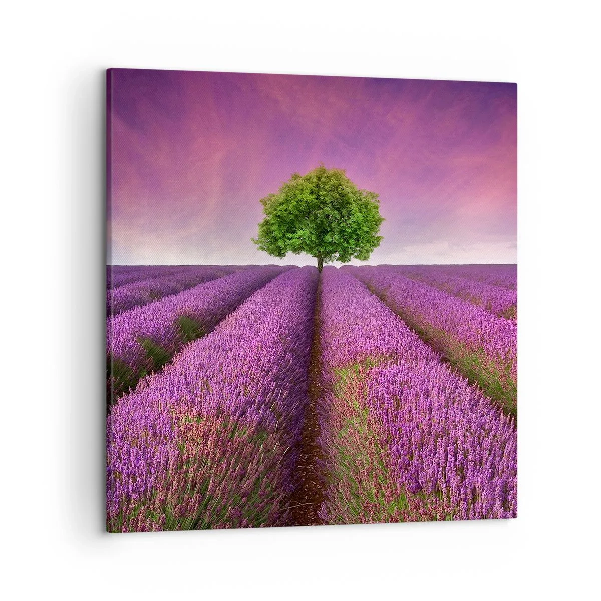 Canvas picture - In the Fields of Lavender - 50x50 cm