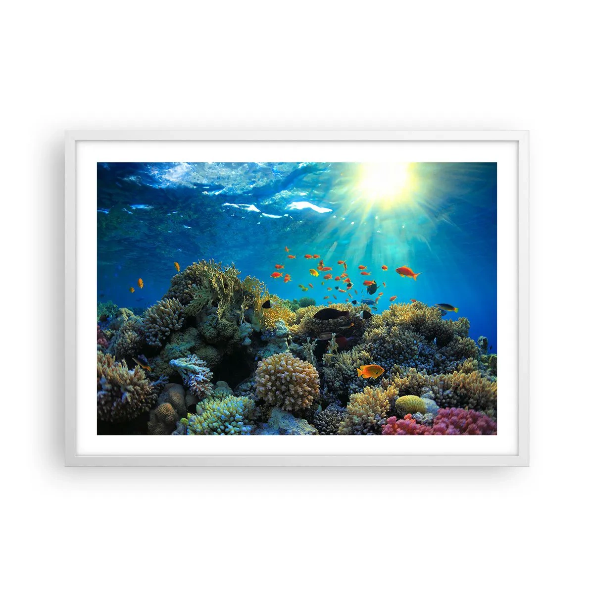 Poster in white frmae - Underwater Treasures - 70x50 cm