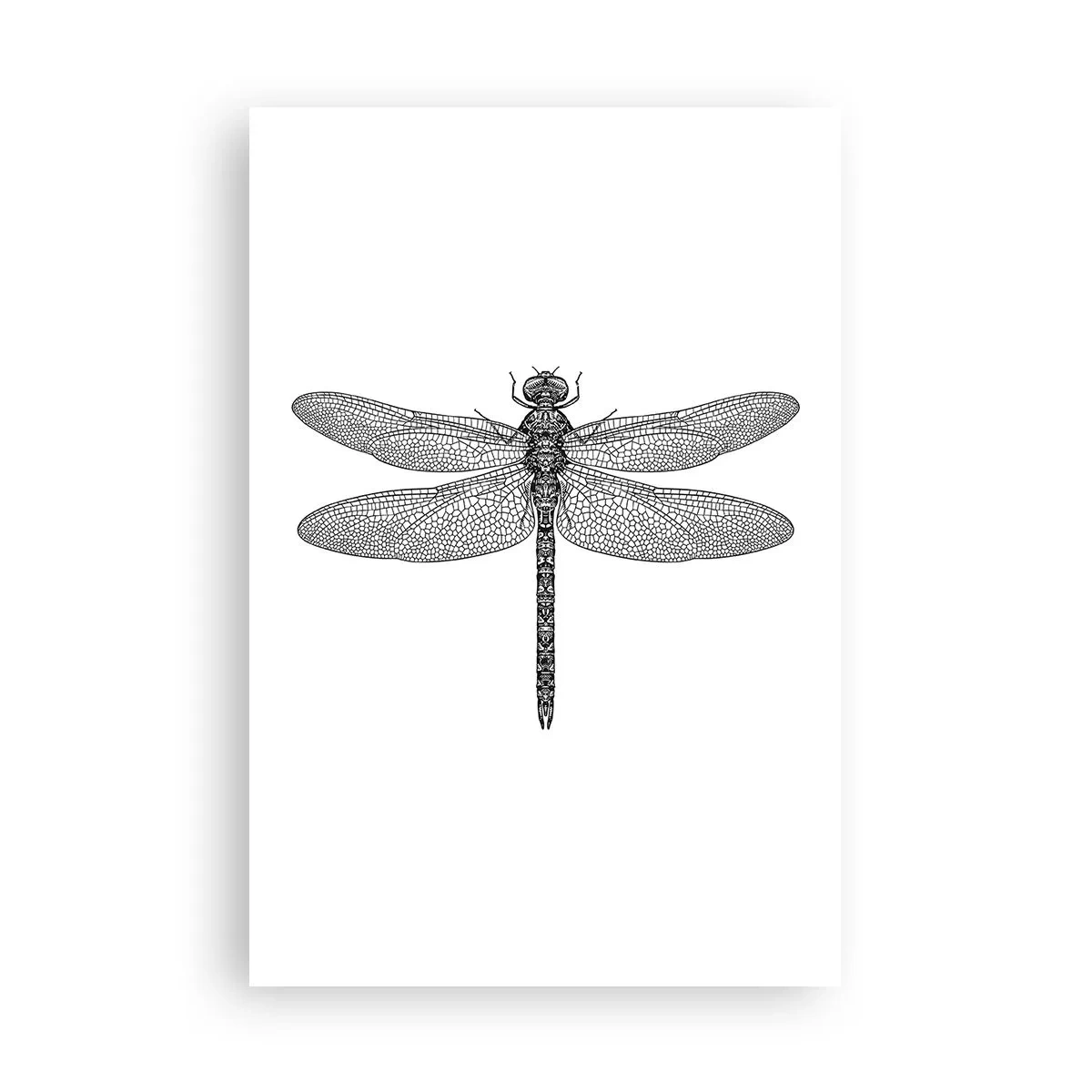 Poster - Precision of Nature - 61x91 cm