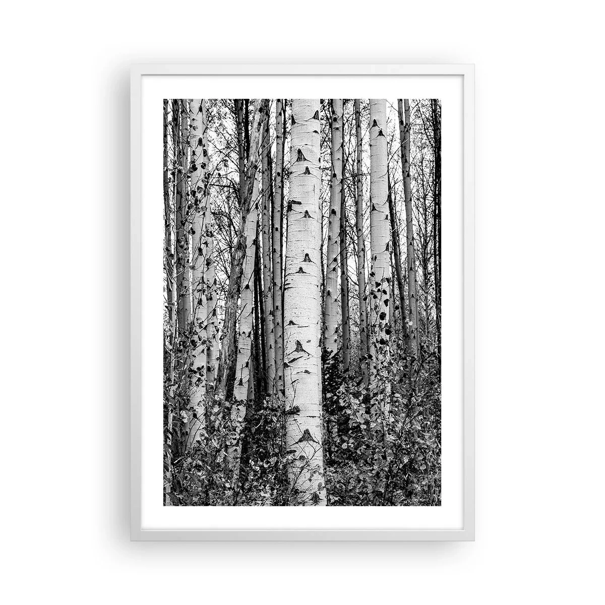 Poster in white frmae - Birch Colonnade - 50x70 cm