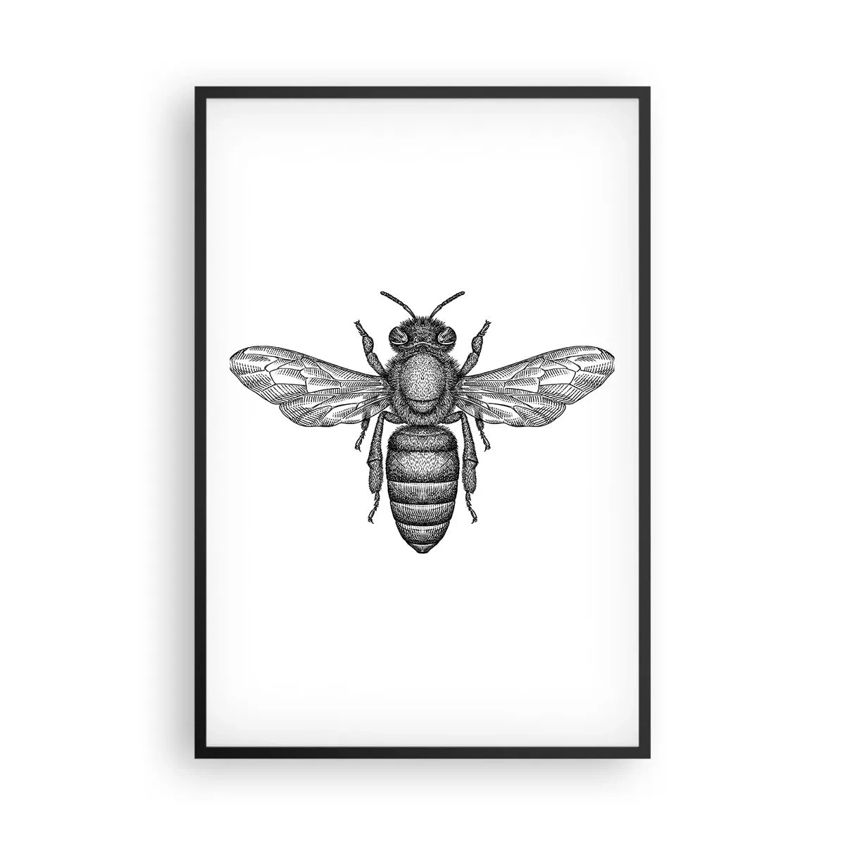 Poster in black frame - Insect Portrait - 61x91 cm