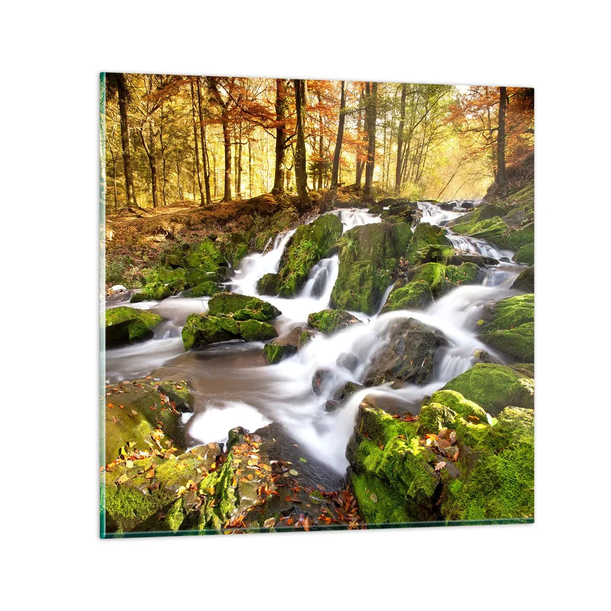 Glass picture - Gingerly through an Autumnal Forest - 60x60 cm