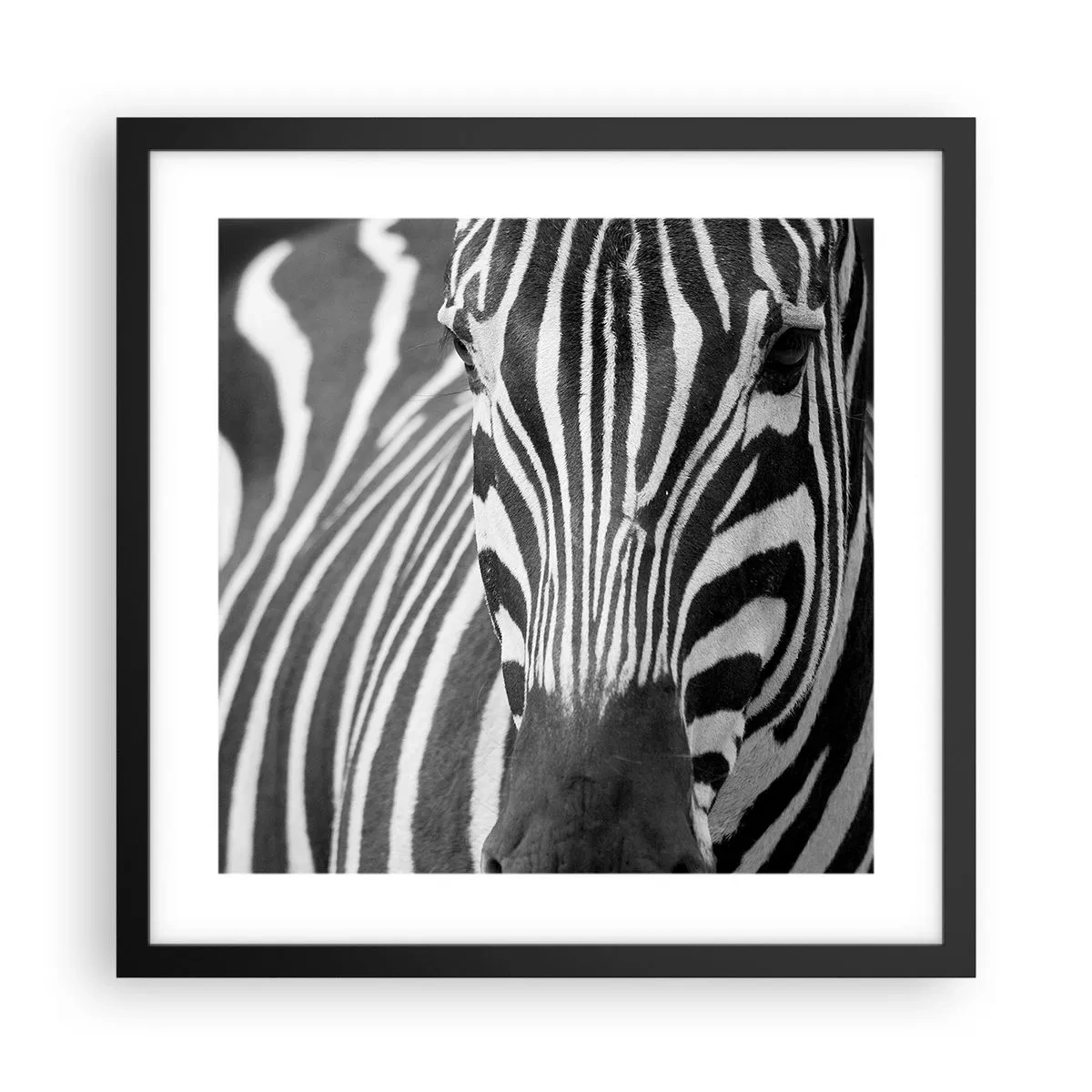 Poster in black frame - World Is Black and White - 40x40 cm