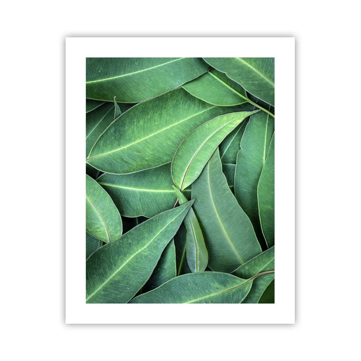 Poster - Juicy and Fresh - 40x50 cm