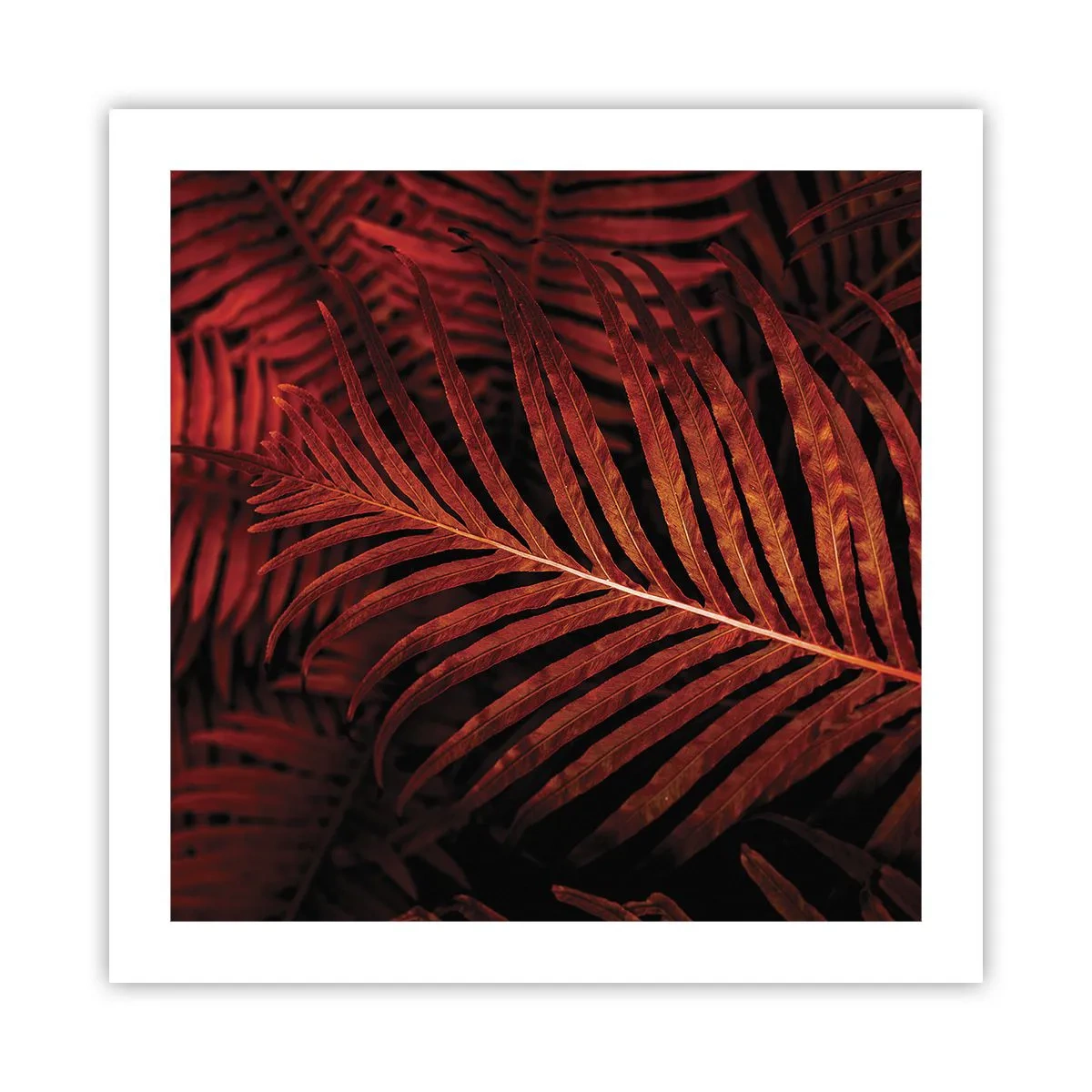 Poster - Heat of Life - 50x50 cm