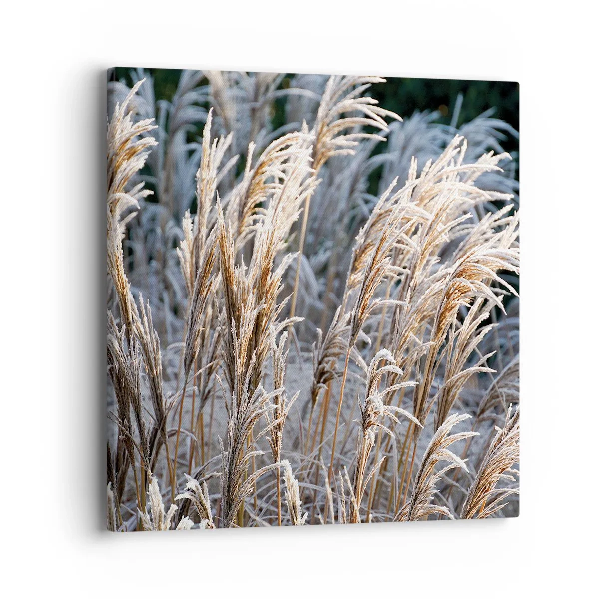 Canvas picture - Decorated with Frost - 40x40 cm