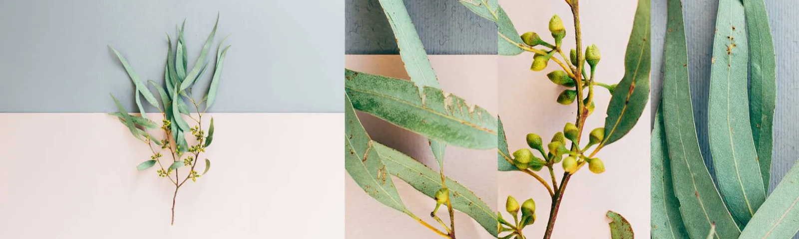 Photo Wallpaper Sample Self-Adhesive Deluxe Sticker - Pastel Subtlety - Pastel, Plant, Boho - 100x30 cm