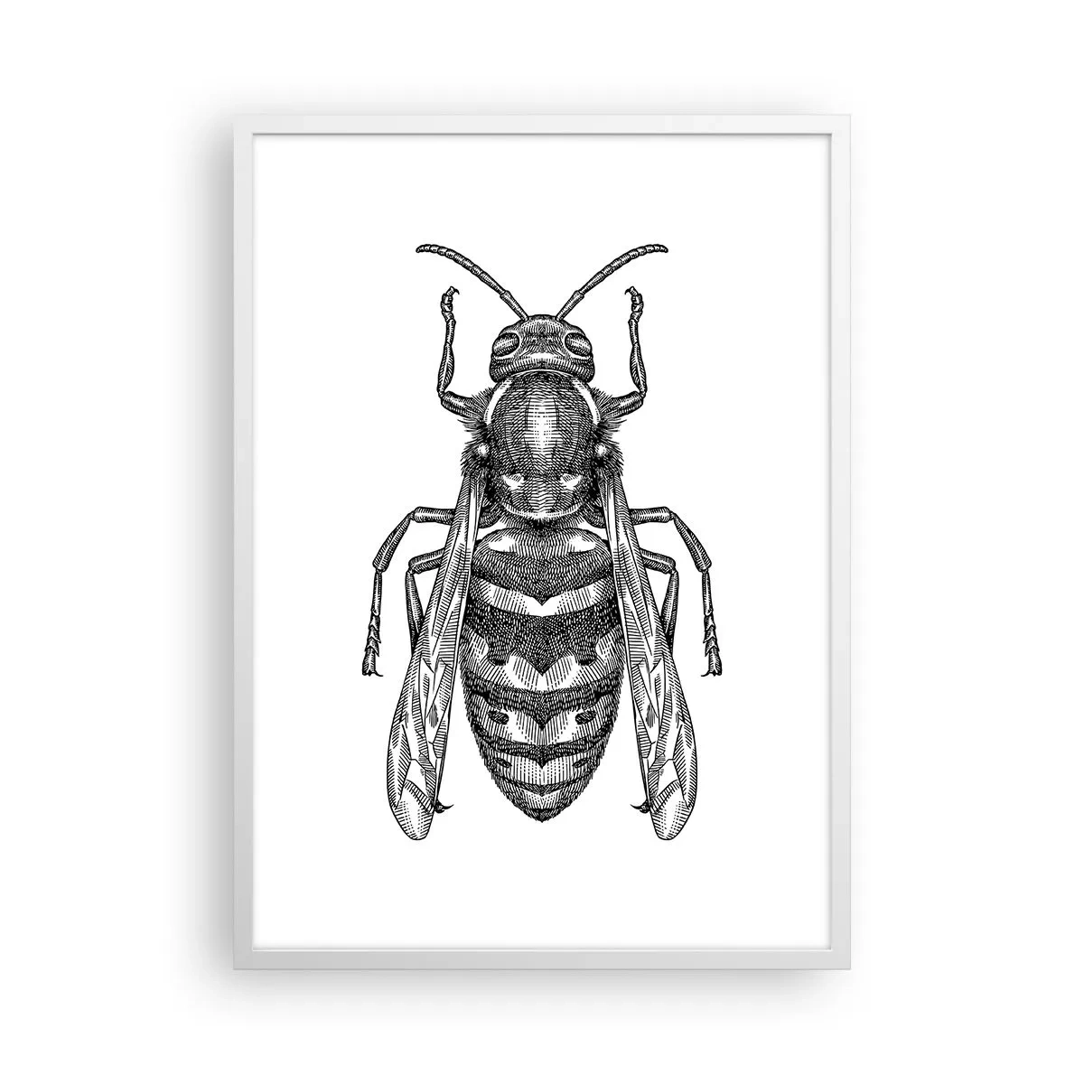 Poster in white frmae - From Insect Planet - 50x70 cm