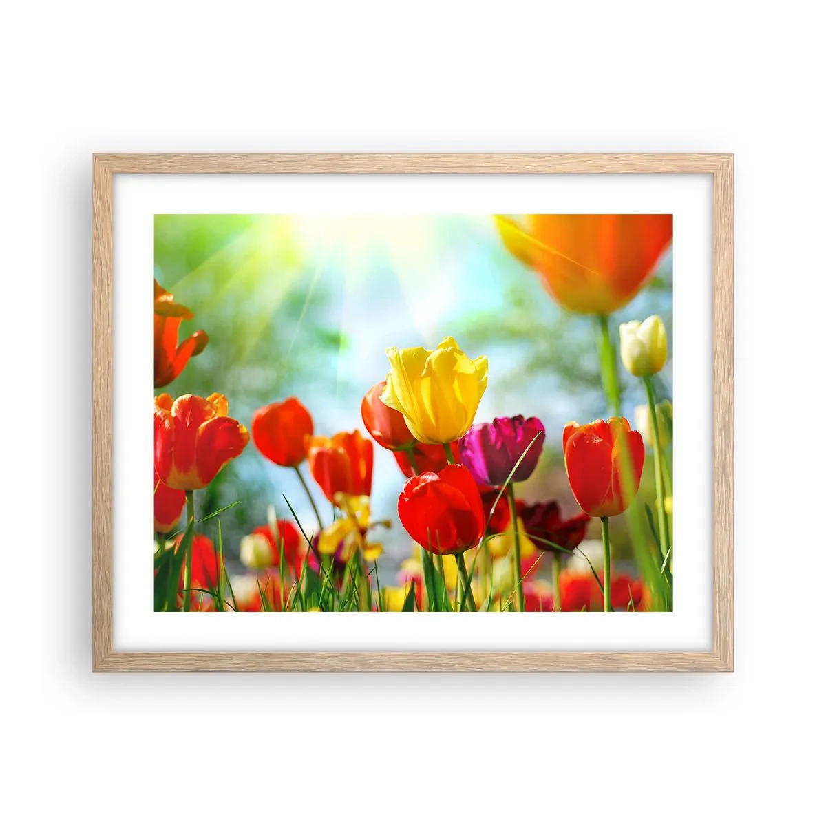 Poster in light oak frame - All Colours of the Sun - 50x40 cm