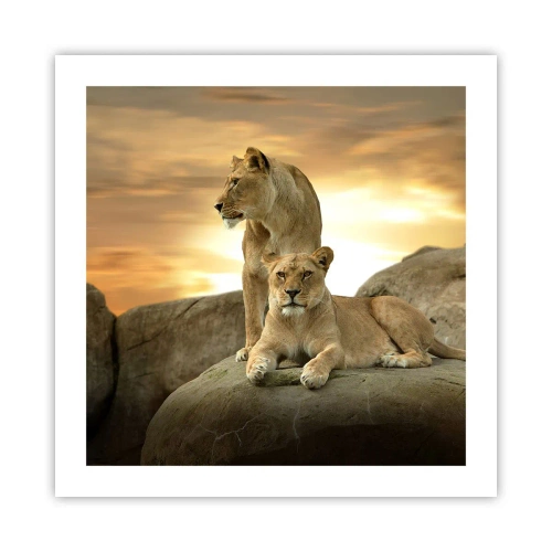 Poster - Royal Majesty - 50x50 cm