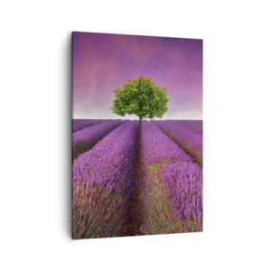 Canvas picture - In the Fields of Lavender - 50x70 cm