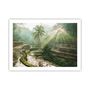 Poster - Maturing in the Sun - 70x50 cm