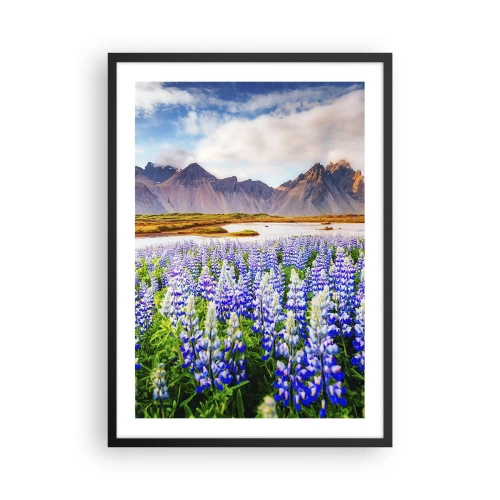 Poster in black frame - A field of lupines with mountains in the background - 50x70cm - Strength and Severity next to Sweetness - Modern wall decoration for the living room and bedroom ARTTOR
