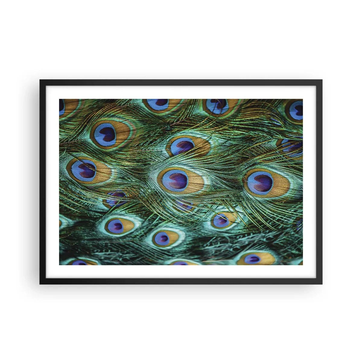 Poster in black frame - Peacock Eyes - 70x50 cm