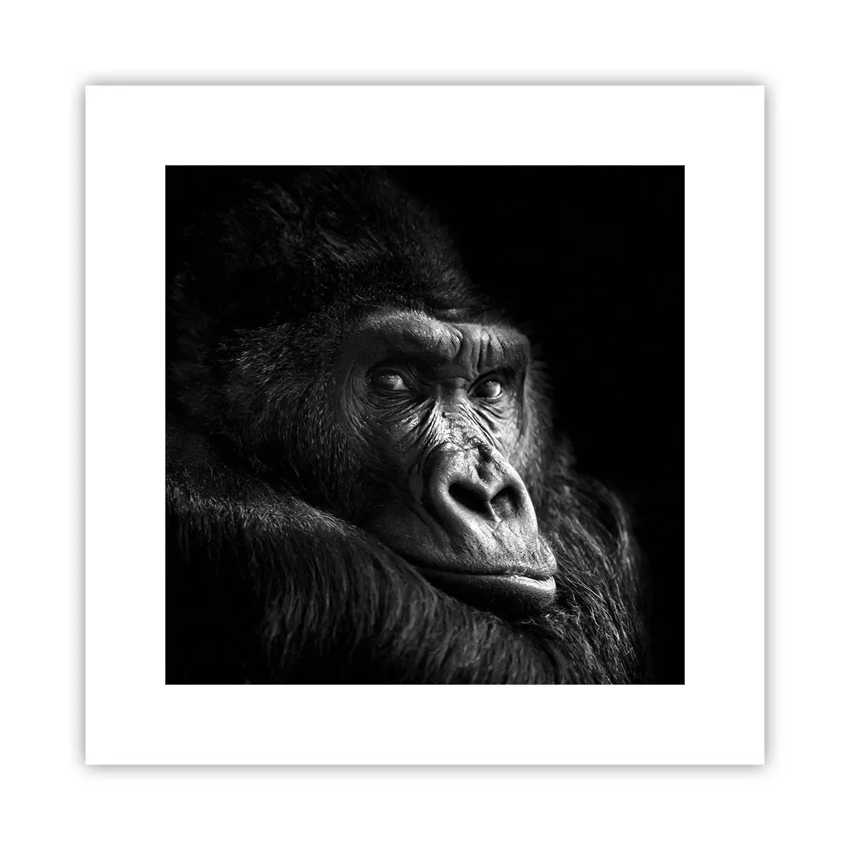 Poster - What Are You Looking At? - 30x30 cm