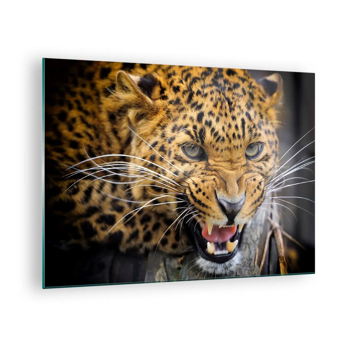 Glass picture - Close-up of an aggressive leopard with clear details - 70x50cm - Do Not Come Close, I am Warning You! - Modern wall decoration for the living room and bedroom ARTTOR