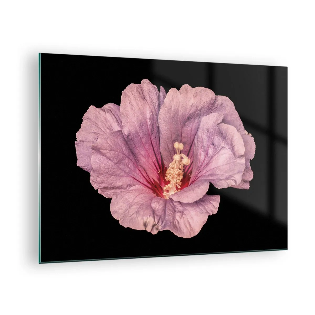 Glass picture - Close-up of a pink hibiscus flower against a black background - 70x50cm - Straight from the Heart - Modern wall decoration for the living room and bedroom ARTTOR