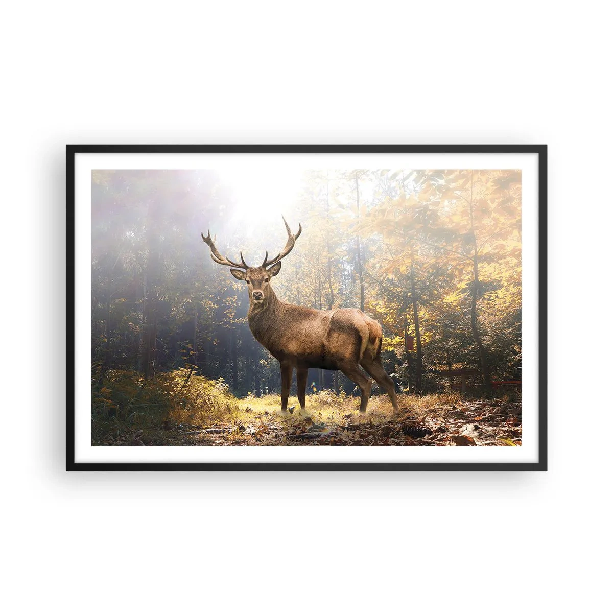 Poster in black frame - In Full Majesty - 91x61 cm