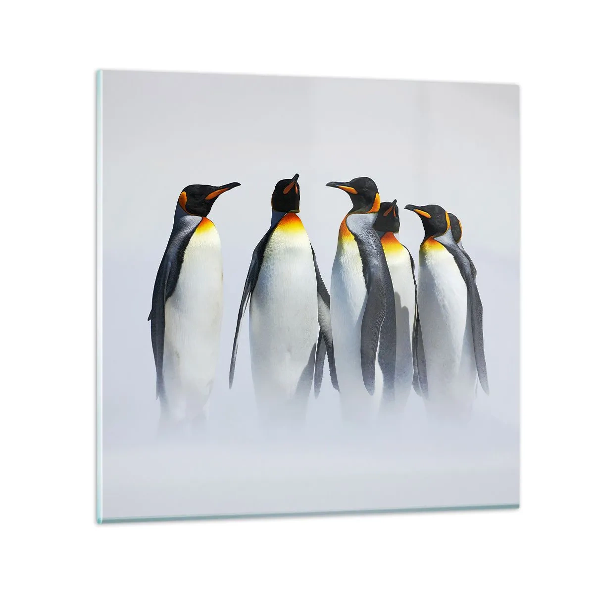 Glass picture - Meeting in Tuxedos - 60x60 cm