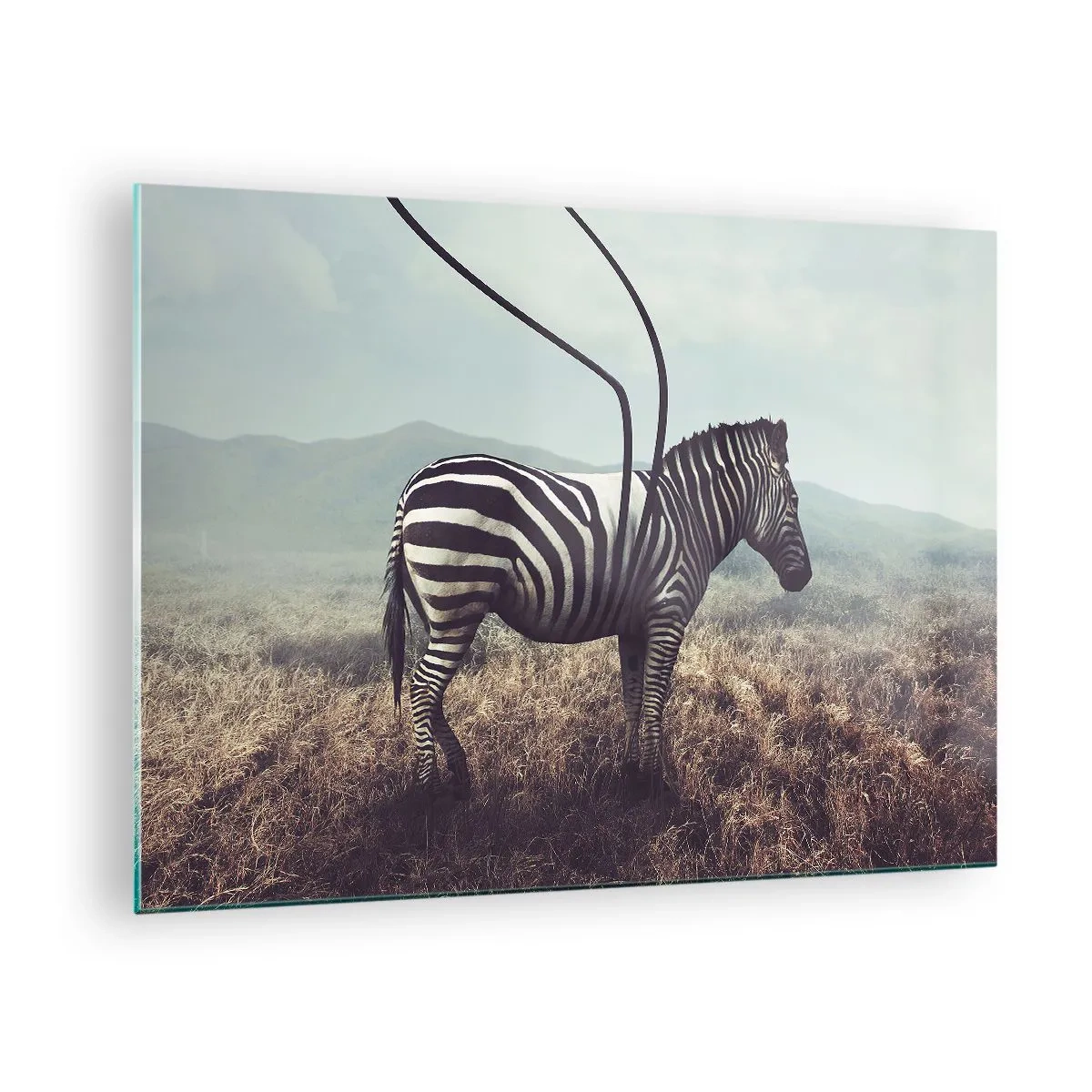 Glass picture - Zebra on grass background with surreal antenna detail - 70x50cm - Attention! Faulty Design - Modern wall decoration for the living room and bedroom ARTTOR