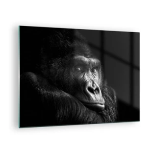Glass picture - Black and white portrait of a gorilla in the shadow of a window - 70x50cm - What Are You Looking At? - Modern wall decoration for the living room and bedroom ARTTOR
