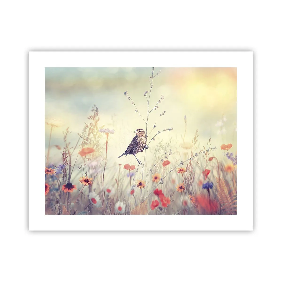 Poster - Bird Portrait with a Meadow in the Background - 50x40 cm