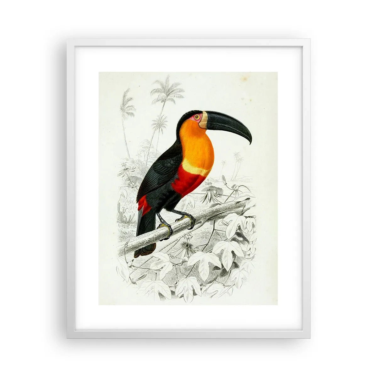 Poster in white frmae - Bird Colours - 40x50 cm