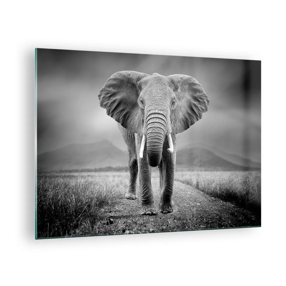 Glass picture - Elephant on the savannah in black and white - 70x50cm - Welcoming of the Host - Modern wall decoration for the living room and bedroom ARTTOR