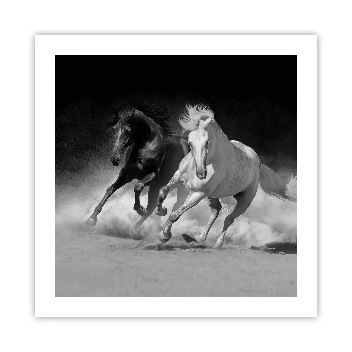 Poster - Gallop of Freedom - 50x50 cm