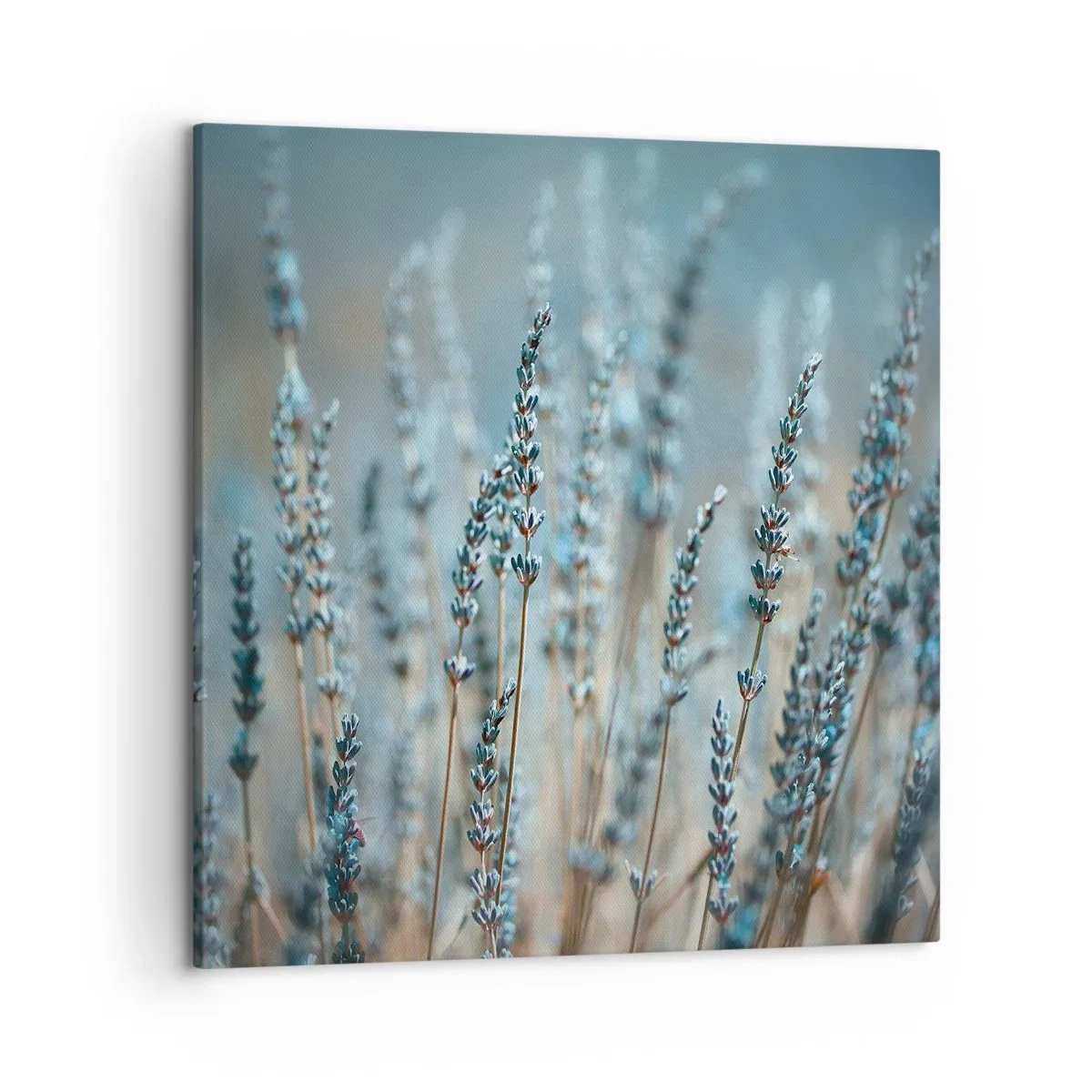 Canvas picture - Fragrant Grass - 50x50 cm
