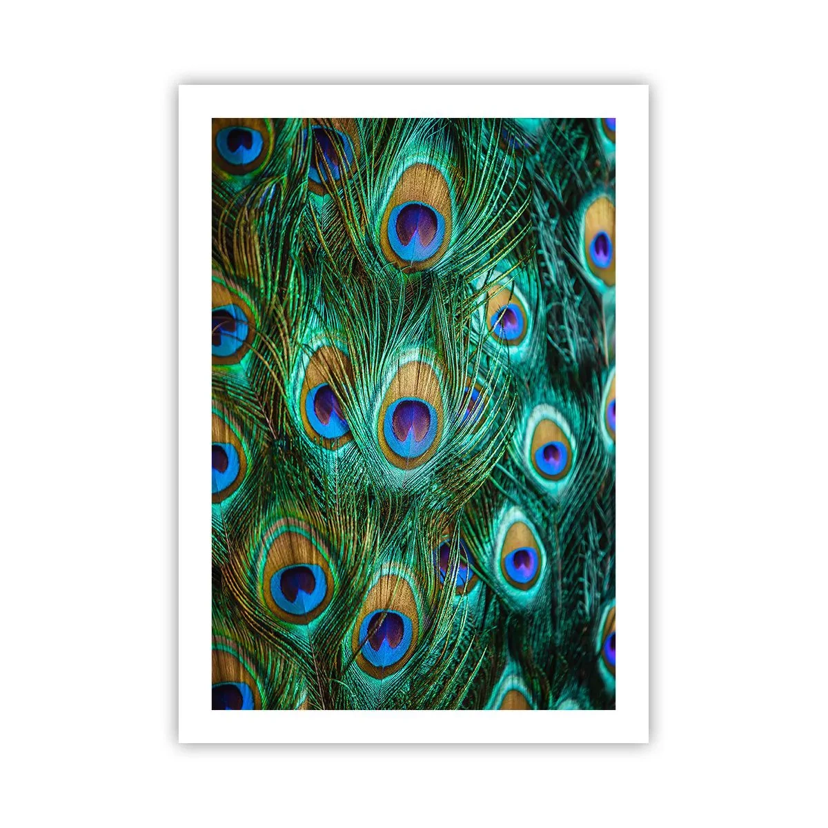 Poster - Peacock Eyes - 50x70 cm