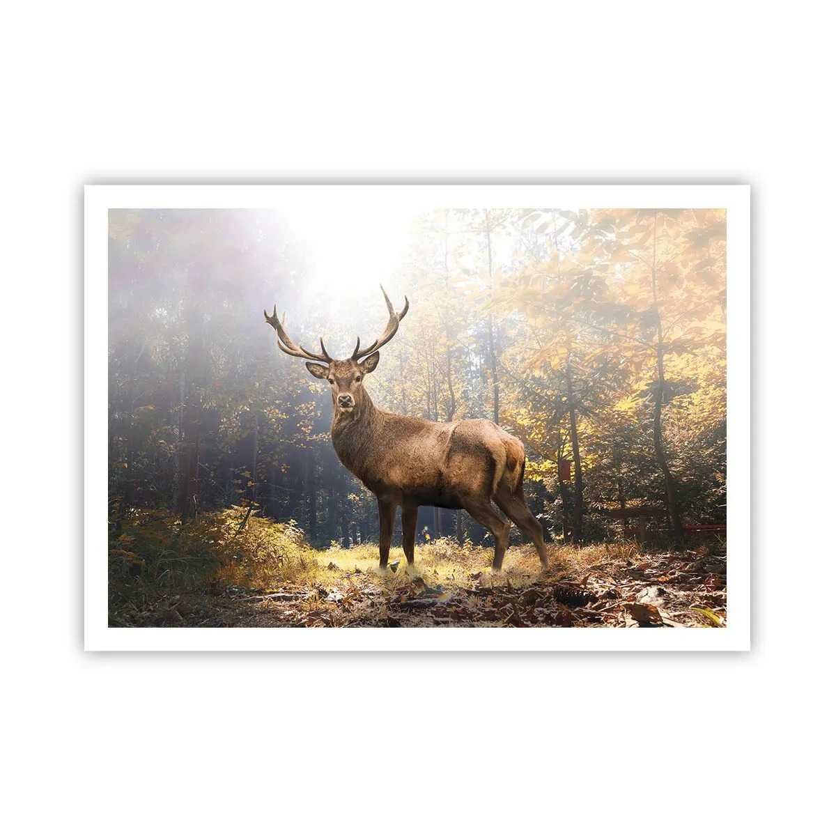 Poster - In Full Majesty - 100x70 cm