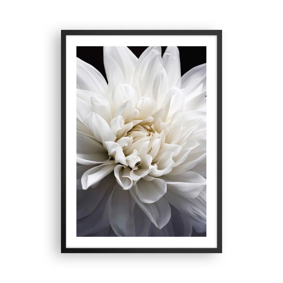 Poster in black frame - Close-up of a white dahlia against a dark background - 50x70cm - Bride's Morning - Modern wall decoration for the living room and bedroom ARTTOR
