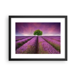 Poster in black frame - In the Fields of Lavender - 40x30 cm