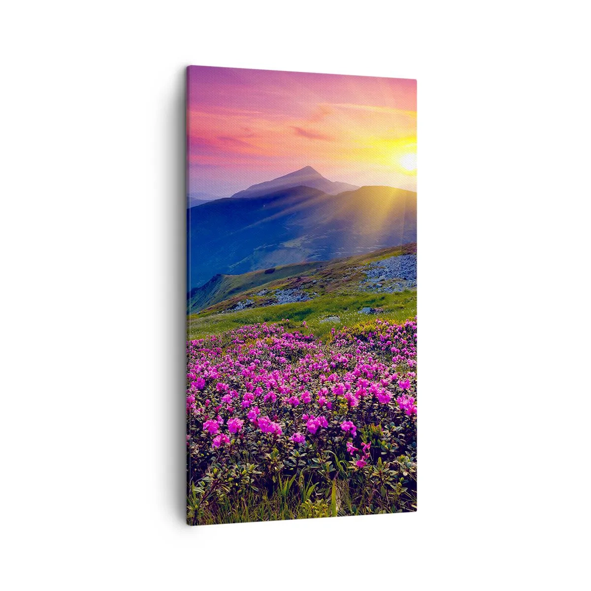 Canvas picture - Surrounded by Mountain Pine and Herbs - 45x80 cm