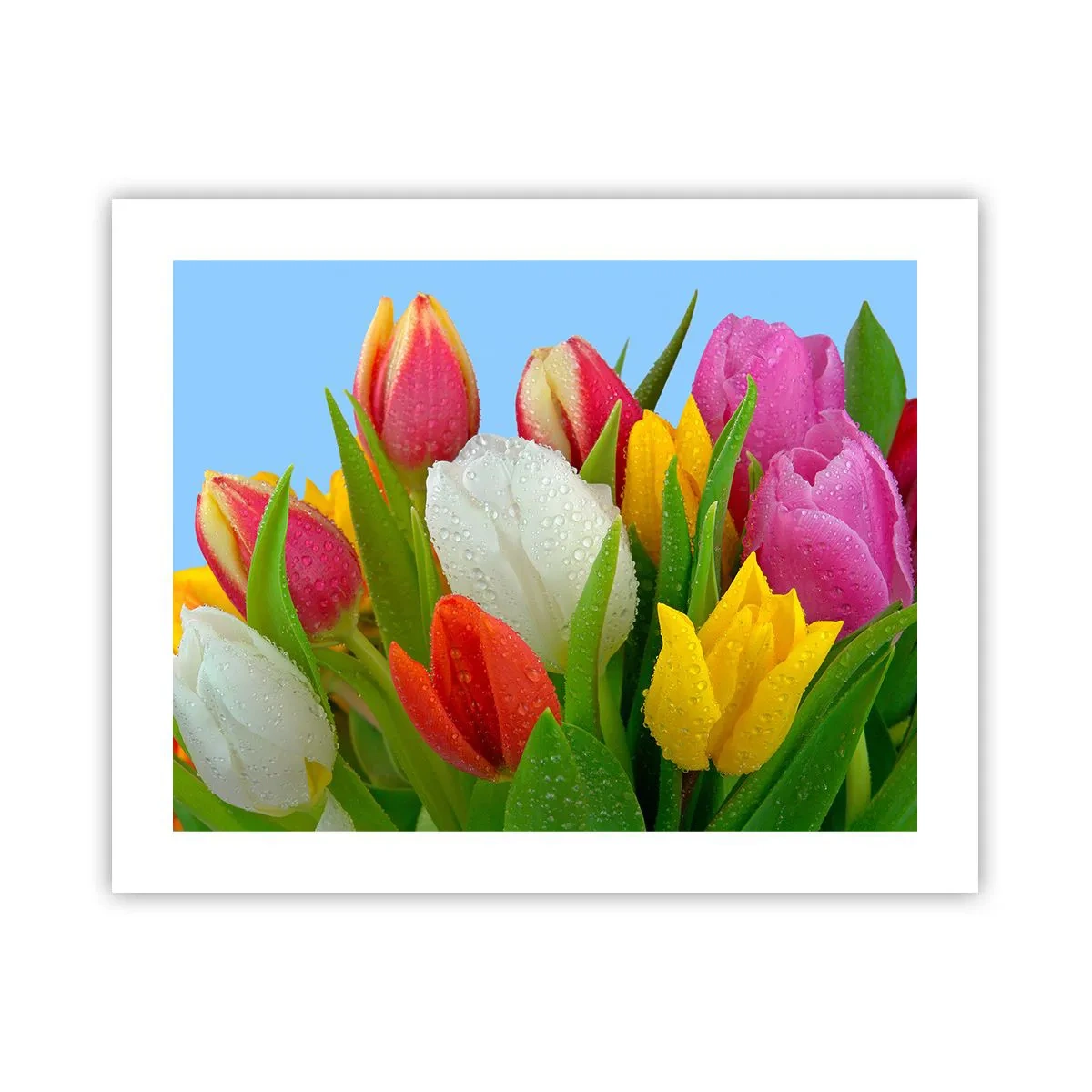 Poster - Floral Rainbow in Dew Drops - 50x40 cm