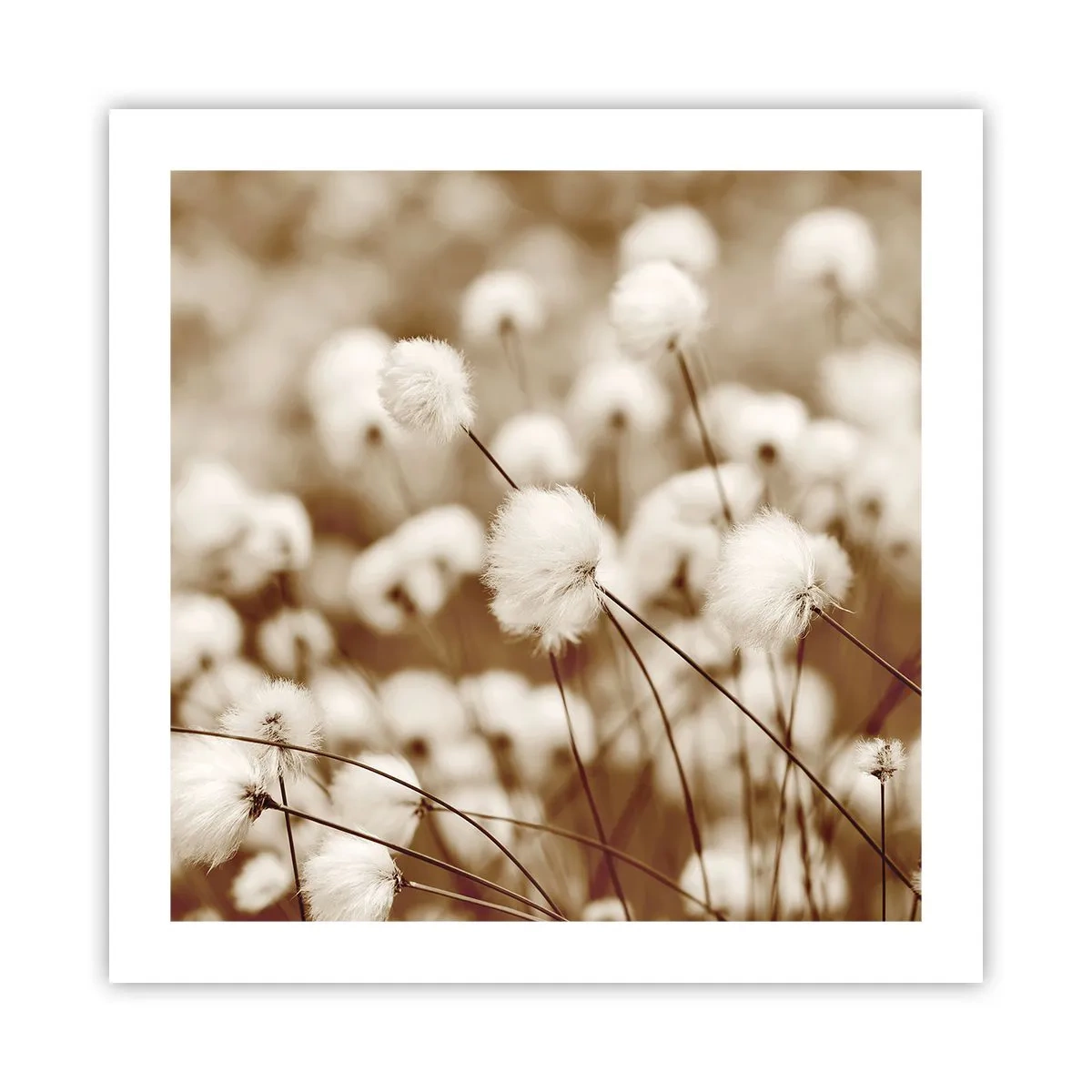 Poster - Fluffy field - 50x50 cm