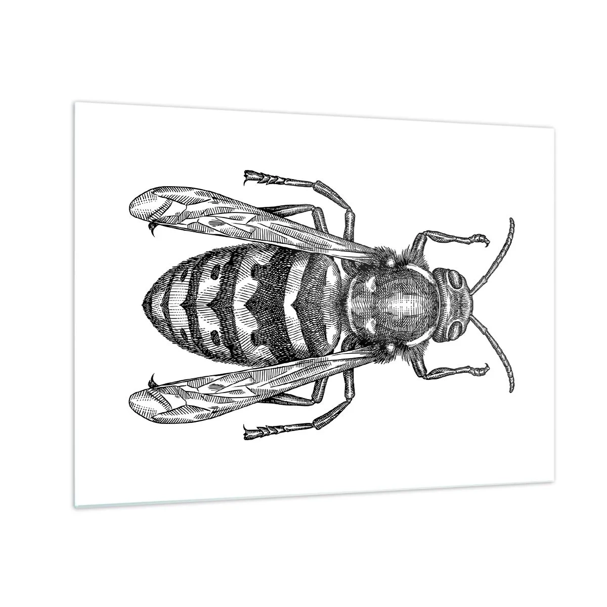 Glass picture - Black and white retro illustration of a wasp on a white background - 70x50cm - From Insect Planet - Modern wall decoration for the living room and bedroom ARTTOR