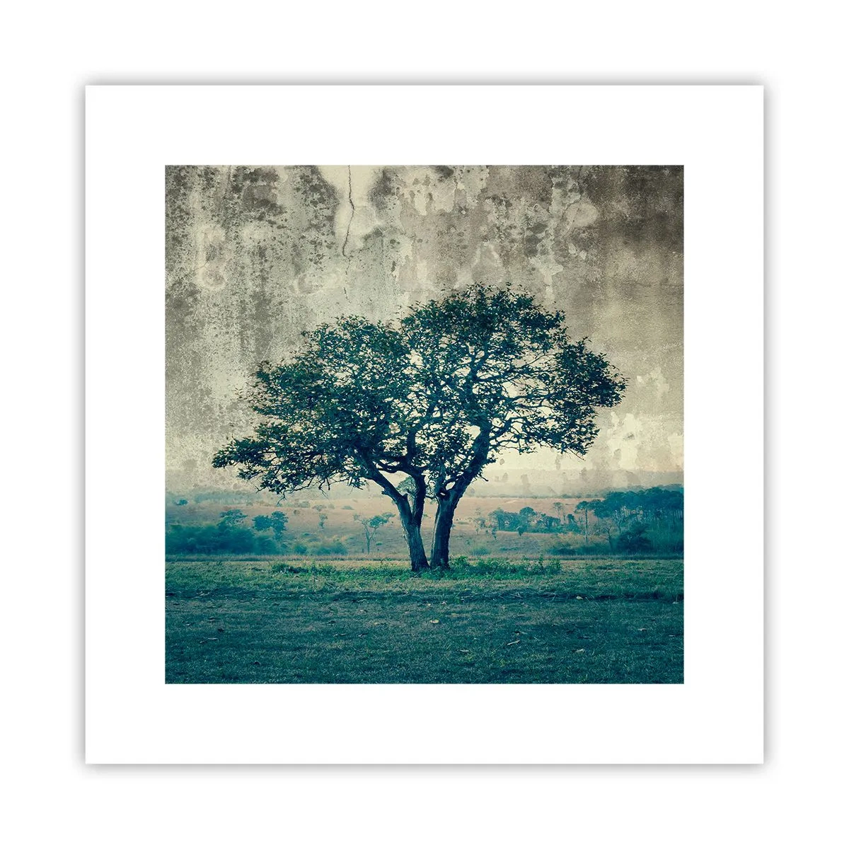 Poster - Apple Tree in Blue? - 30x30 cm