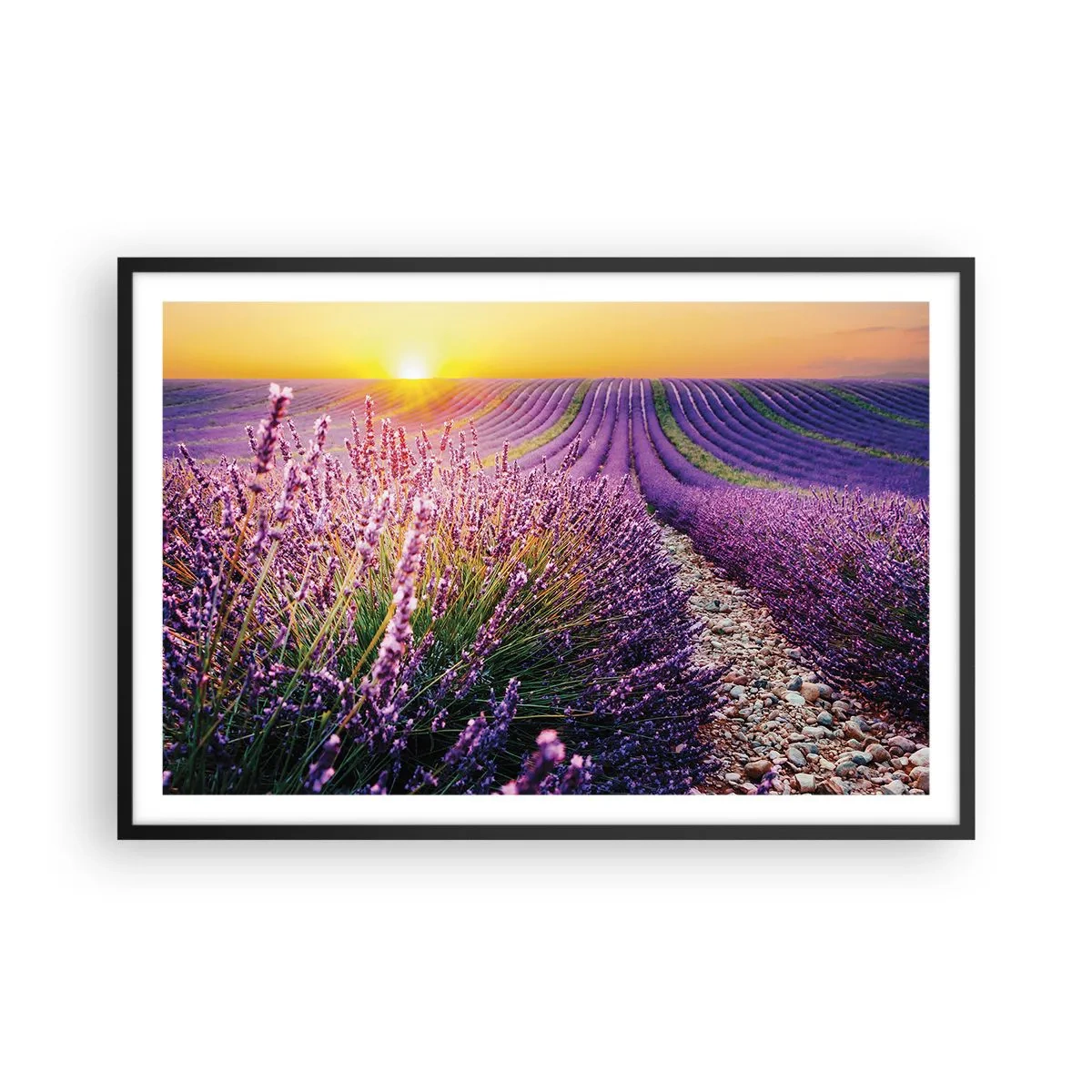 Poster in black frame - Fragrant Field - 91x61 cm