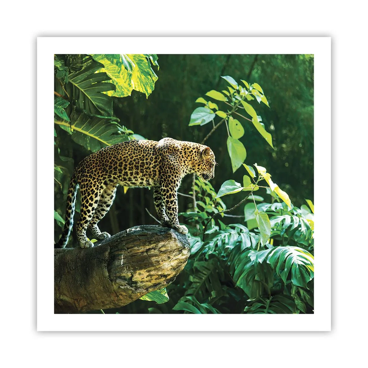Poster - Going Hunting? - 60x60 cm