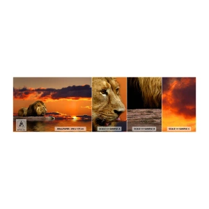 Photo Wallpaper Sample Self-Adhesive Deluxe Sticker - The King of Nature - Lion, Sunset, Animals - 100x30 cm