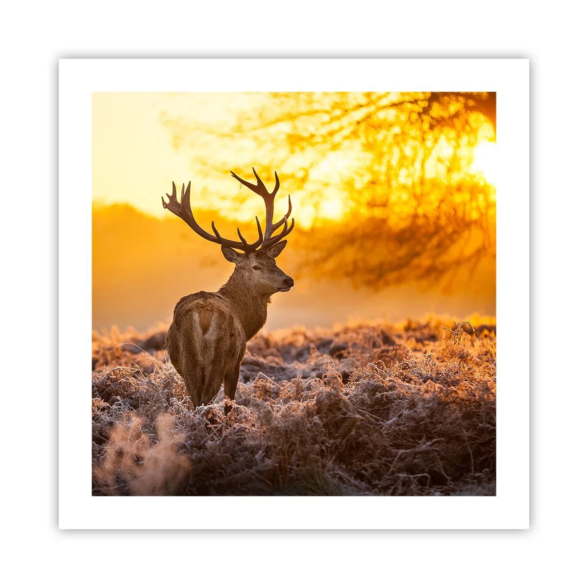 Poster - King of Autumnal Forest - 50x50 cm
