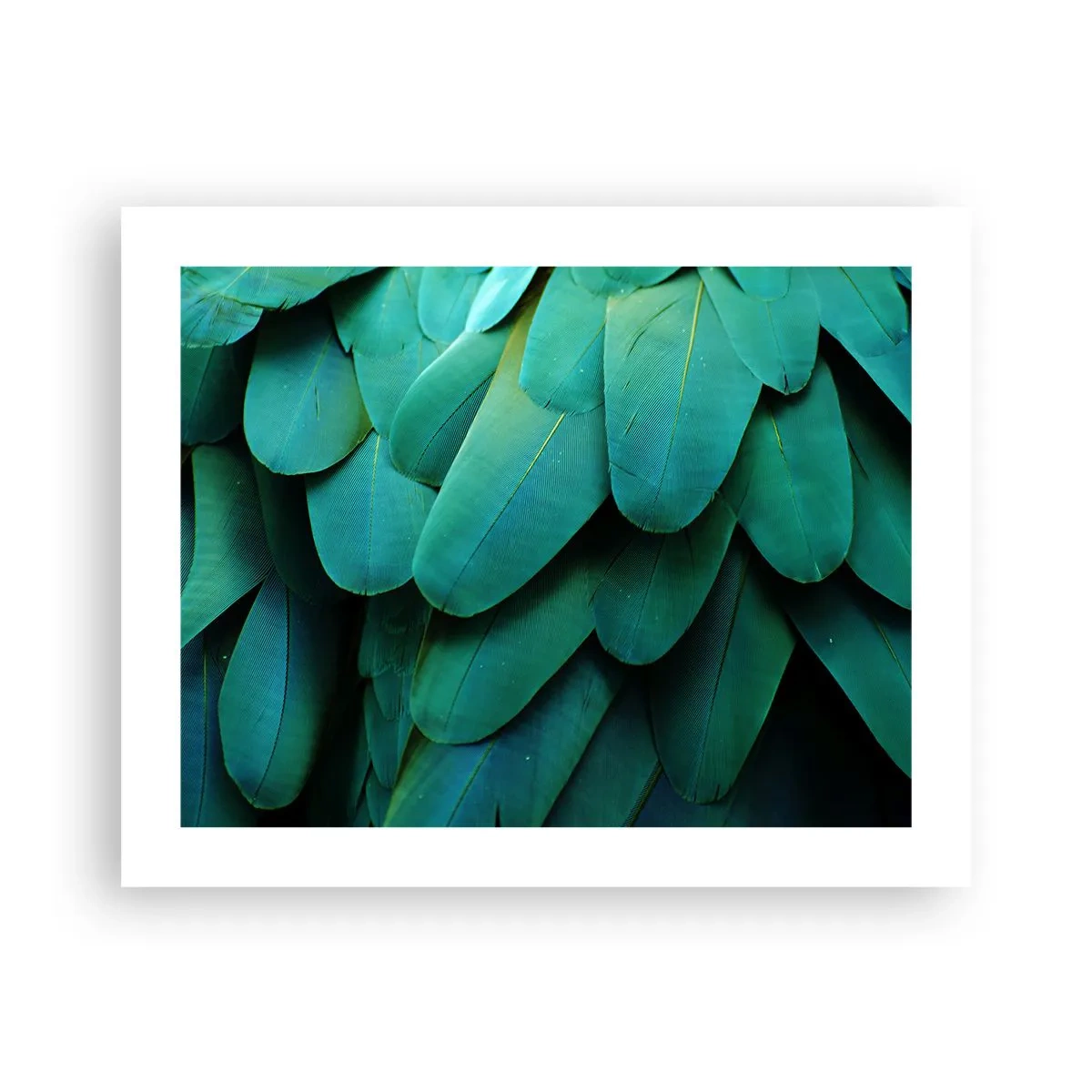 Poster - Precision of Parrot Nature - 50x40 cm